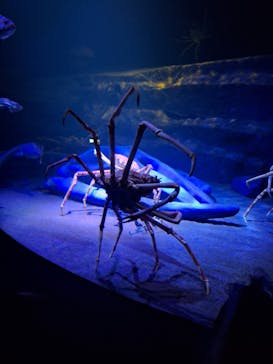 竹島水族館に投稿された画像（2024/10/28）