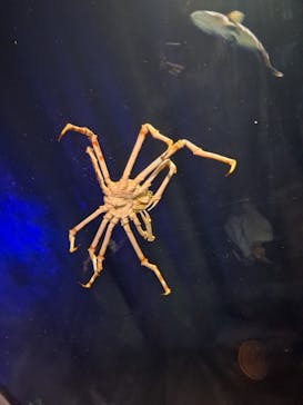 竹島水族館に投稿された画像（2024/10/28）