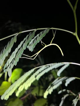 石垣島 ADVENTURE PiPi（イシガキジマアドベンチャーピピ）に投稿された画像（2024/10/28）