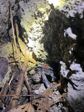 石垣島 ADVENTURE PiPi（イシガキジマアドベンチャーピピ）に投稿された画像（2024/10/28）