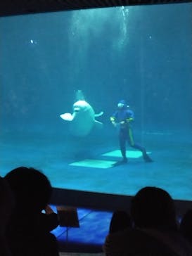 島根県立 しまね海洋館に投稿された画像（2024/10/28）