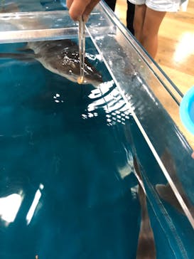 いきもの探検隊湘南に投稿された画像（2024/10/28）