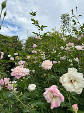 横浜イングリッシュガーデンに投稿された画像（2024/10/28）