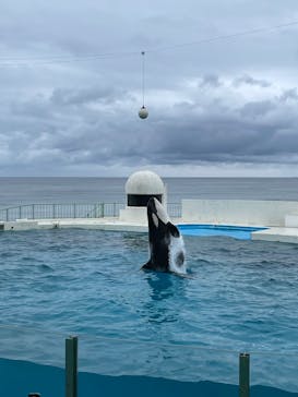 鴨川シーワールドに投稿された画像（2024/10/28）