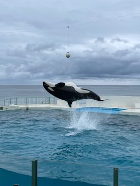 鴨川シーワールドに投稿された画像（2024/10/28）