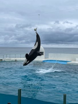 鴨川シーワールドに投稿された画像（2024/10/28）