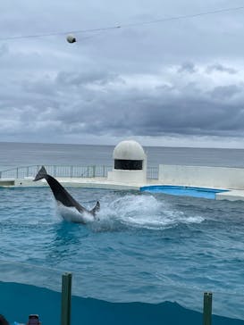 鴨川シーワールドに投稿された画像（2024/10/28）