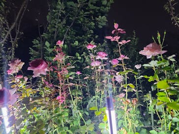 横浜イングリッシュガーデンに投稿された画像（2024/10/28）