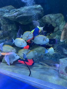 しながわ水族館に投稿された画像（2024/10/28）