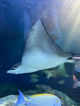 しながわ水族館に投稿された画像（2024/10/28）