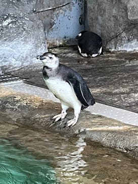 しながわ水族館に投稿された画像（2024/10/28）