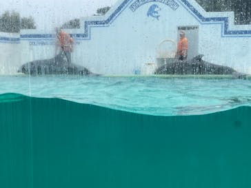 しながわ水族館に投稿された画像（2024/10/28）