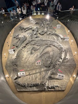 福井県立恐竜博物館に投稿された画像（2024/10/28）