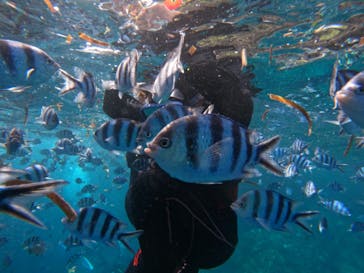 沖縄ダイビングショップシーモールに投稿された画像（2024/10/28）