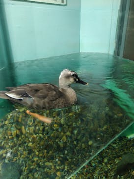 しながわ水族館に投稿された画像（2024/10/28）
