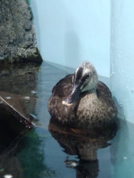 しながわ水族館に投稿された画像（2024/10/28）