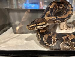 はちゅうるいばーLIRIOに投稿された画像（2024/10/29）