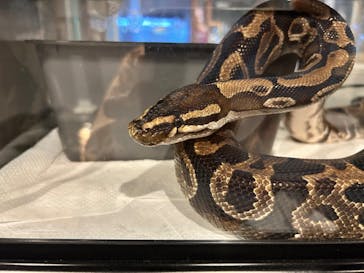 はちゅうるいばーLIRIOに投稿された画像（2024/10/29）