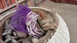 猫カフェモカ　イオンモール東久留米店に投稿された画像（2024/10/29）