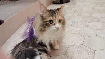 猫カフェモカ　イオンモール東久留米店に投稿された画像（2024/10/29）