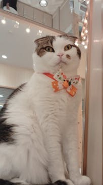 猫カフェモカ　イオンモール東久留米店に投稿された画像（2024/10/29）