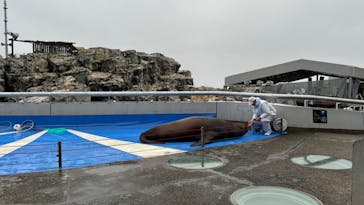 大分マリーンパレス水族館 「うみたまご」に投稿された画像（2024/10/29）