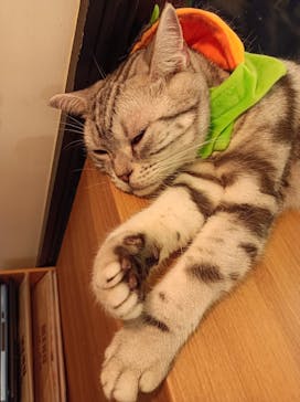 猫カフェモカ　池袋東口店に投稿された画像（2024/10/29）