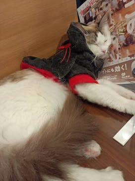 猫カフェモカ　池袋東口店に投稿された画像（2024/10/29）