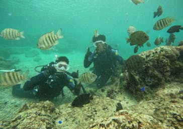 武藤潜水に投稿された画像（2024/10/29）
