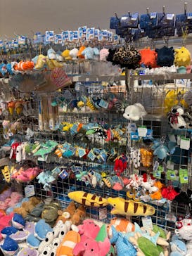 しながわ水族館に投稿された画像（2024/10/29）