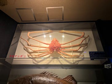 しながわ水族館に投稿された画像（2024/10/29）