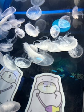 しながわ水族館に投稿された画像（2024/10/29）