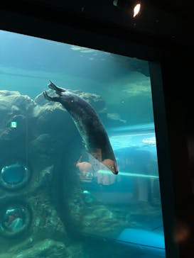 しながわ水族館に投稿された画像（2024/10/29）