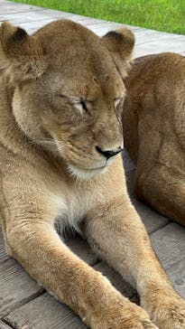 那須サファリパークに投稿された画像（2024/10/29）