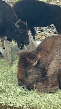 那須サファリパークに投稿された画像（2024/10/29）