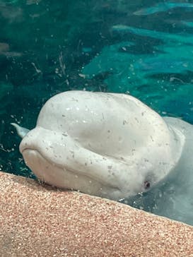 名古屋港水族館に投稿された画像（2024/10/29）
