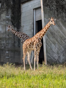 名古屋市東山動植物園に投稿された画像（2024/10/29）