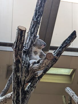 名古屋市東山動植物園に投稿された画像（2024/10/29）