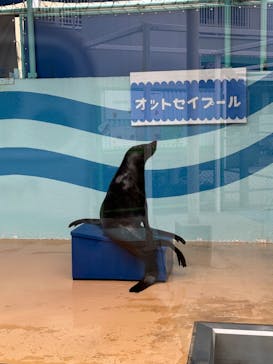 竹島水族館に投稿された画像（2024/10/29）
