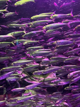 サンシャイン水族館に投稿された画像（2024/10/29）