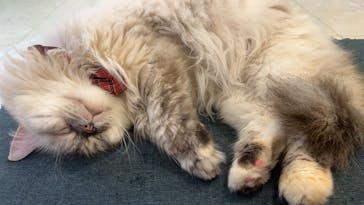 Moff animal world BIGHOPガーデンモール印西店に投稿された画像（2024/10/29）