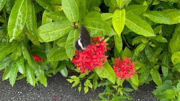 ナゴパイナップルパークに投稿された画像（2024/10/29）