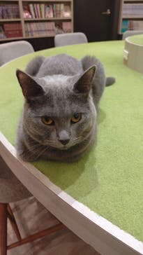 猫カフェモカ　アルシェ大宮店に投稿された画像（2024/10/29）