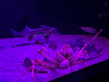 サンシャイン水族館に投稿された画像（2024/10/29）