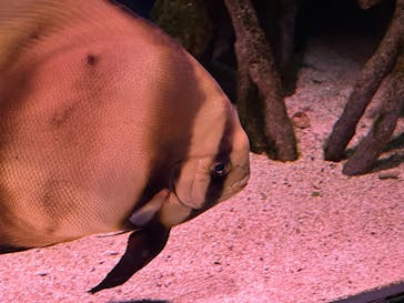 サンシャイン水族館に投稿された画像（2024/10/29）