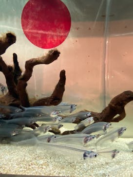 マクセル アクアパーク品川に投稿された画像（2024/10/29）