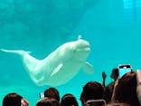 名古屋港水族館に投稿された画像（2024/10/13）