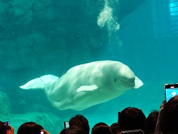 名古屋港水族館に投稿された画像（2024/10/13）