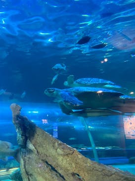 しながわ水族館に投稿された画像（2024/10/30）