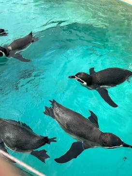 下田海中水族館に投稿された画像（2024/10/30）